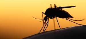 Paludismo pode voltar nas pandemias e ter impacto devastador, alerta OMS